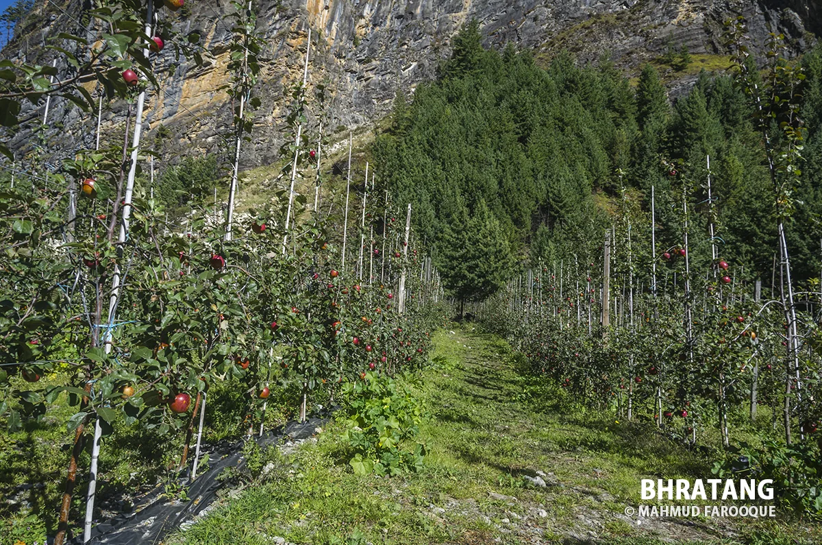 © Mahmud Farooque - Apple garden of Bhratang - ভ্রাতাং এর আপেল বাগান